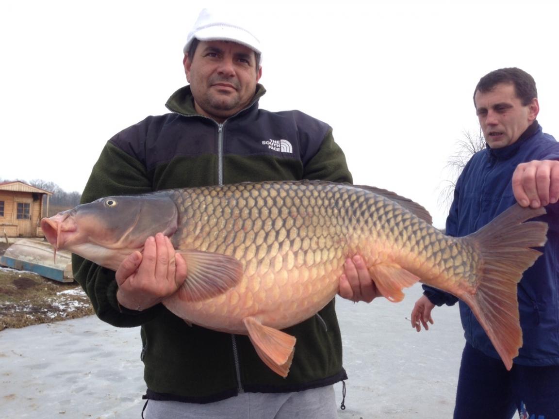 CRAPI CUMPARATI SI ELIBERATI IN MOARA VLASIEI 2 - CRAP COMUN = 20,0 KG